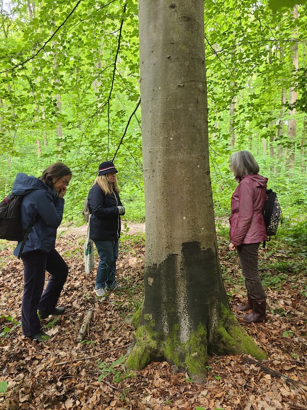 Balade en forêt dans les Yvelines