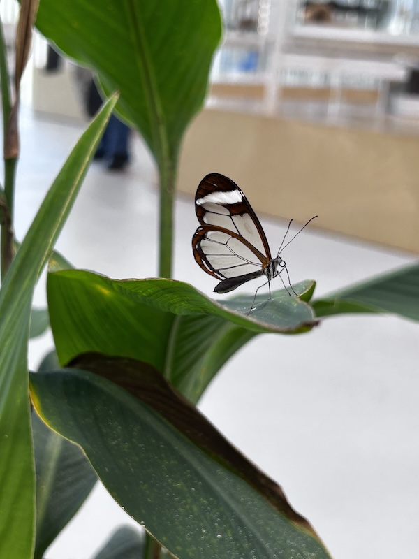 Idée de sortie en famille : Maison des Insectes Yvelines