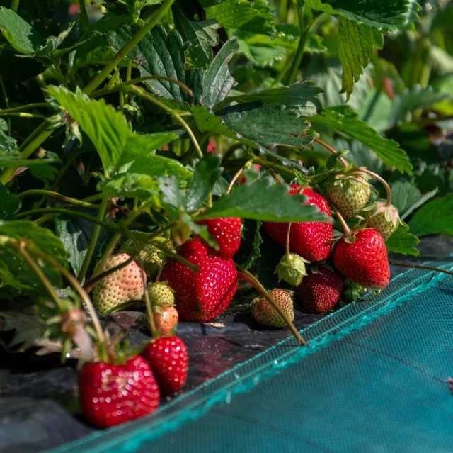 🍓C'est parti pour la cueillette des fraises à Gally ! 😋🍓🧺
Le temps des fraises est revenu ! 😍 Les fraises sont prêtes à être récoltées en plein champ (mais aussi sur gouttières). Elles sont sucrées et délicieuses à déguster nature, en glace, en confiture... A vos paniers !
Vérifiez leur disponibilité sur le site avant votre venue : 
👉 cueillettedegally.com

📷©️ Les Fermes de Gally / MC Rigato

@lesfermesdegally 
@destinationyvelines 

#cueillette #parisalouest #fermedegally #destinationYvelines #goodyvelines #consommerautrement #consommerlocal #bailly  #FruitsRouges #RécolteEnFamille #CircuitCourt